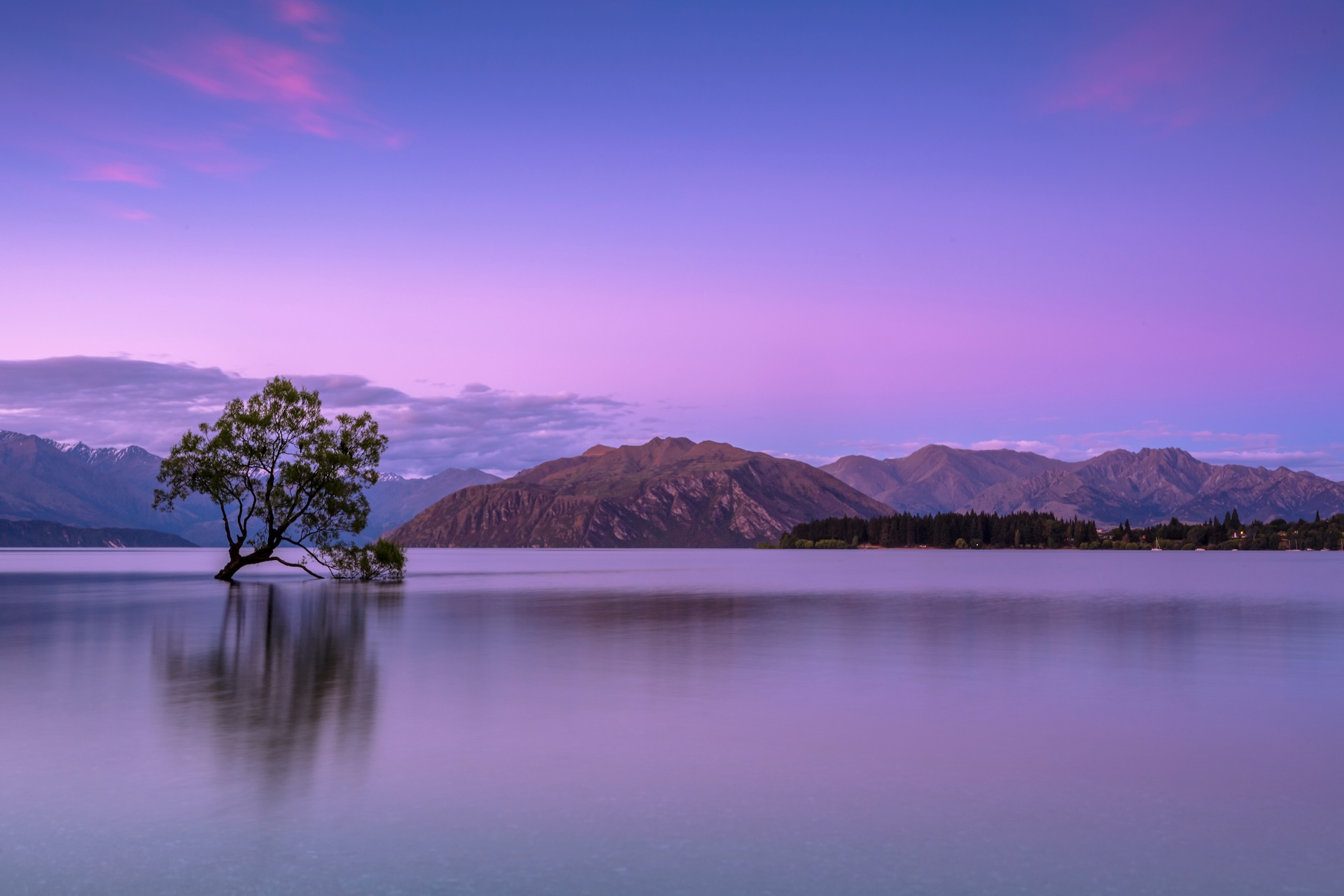 tree on a serene lake
